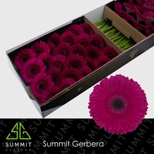 Gerbera Passoa