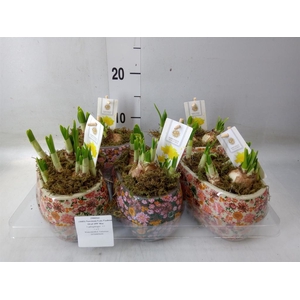 Arr.  Narcissus Tete Tete H%