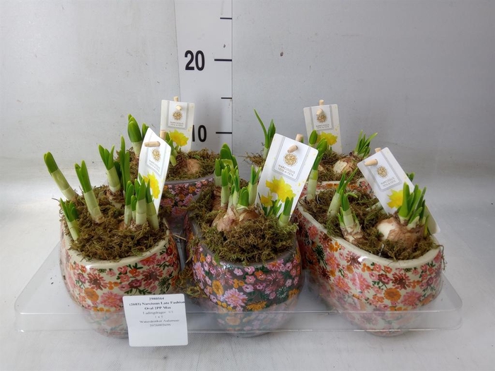 <h4>Arr.  Narcissus Tete Tete H%</h4>