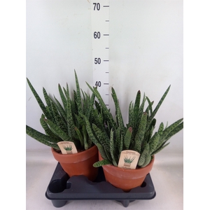 Gasteria