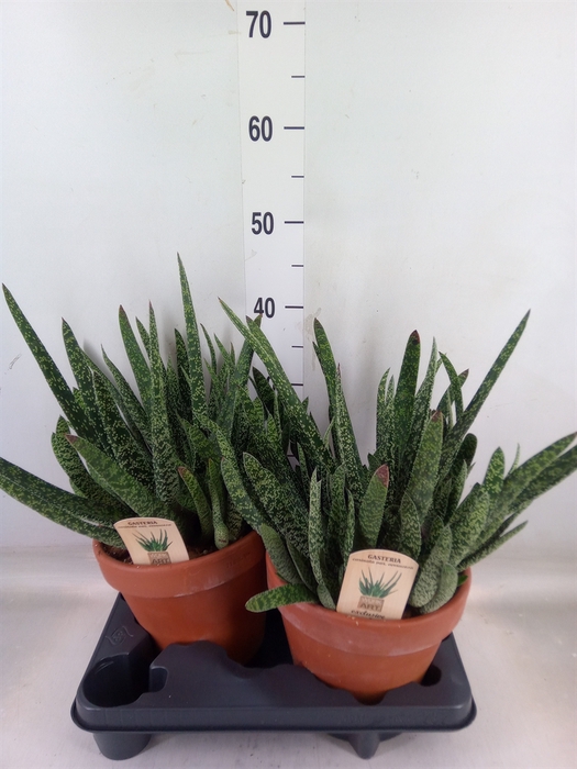 <h4>Gasteria</h4>