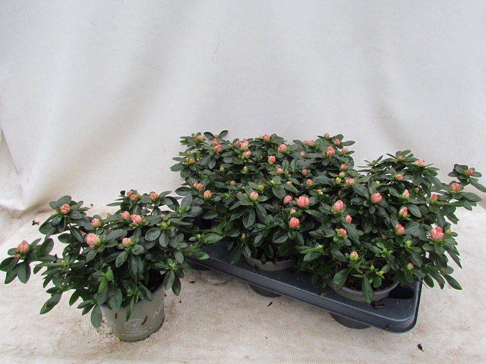 <h4>RHODO SI AIKO ROSE</h4>