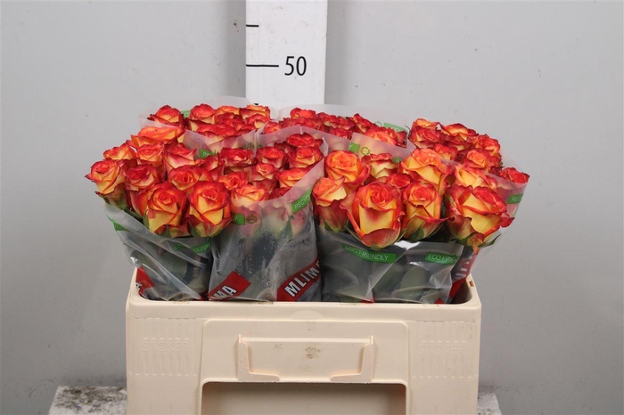 <h4>R Gr Firefox</h4>