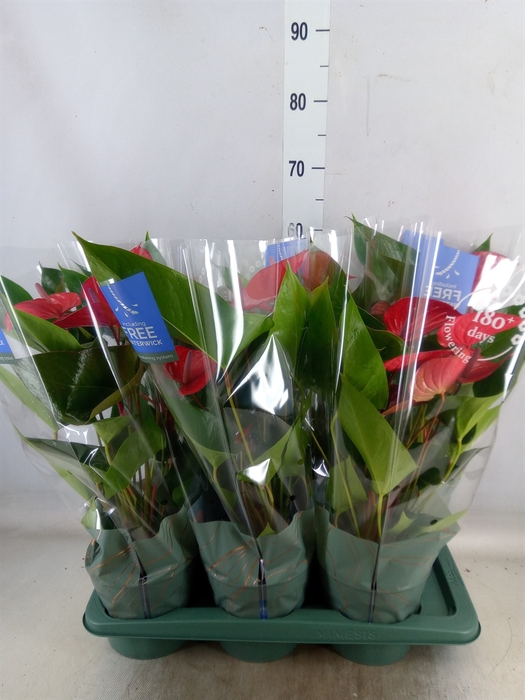 <h4>Anthurium andr. 'Karma Dark Red'</h4>