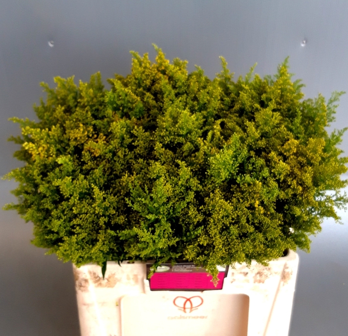 <h4>SOLI BAREIGHT</h4>