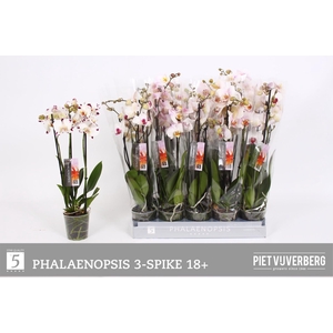 PHAL WHITE MIX 3 TAK