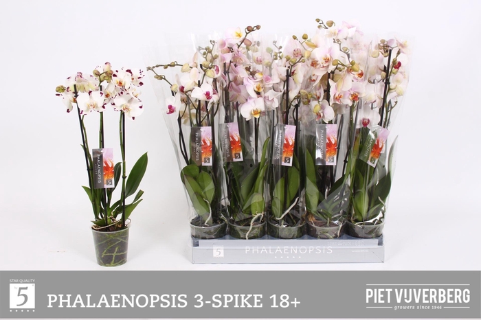 <h4>PHAL WHITE MIX 3 TAK</h4>