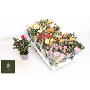 RO KORDAN GRANDE GEM