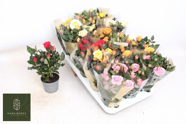 <h4>RO KORDAN GRANDE GEM</h4>