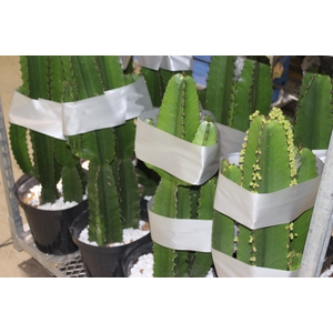 CACTUS EUPHORBIA MANDACARU P30