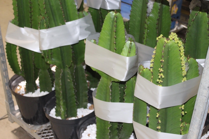 <h4>CACTUS EUPHORBIA MANDACARU P30</h4>