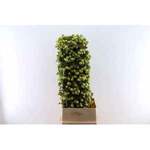 Malustak Green 120cm P Stem