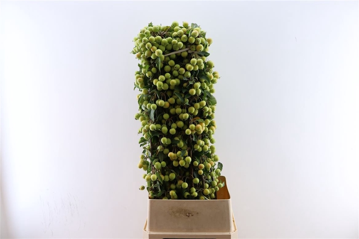<h4>Malustak Green 120cm P Stem</h4>