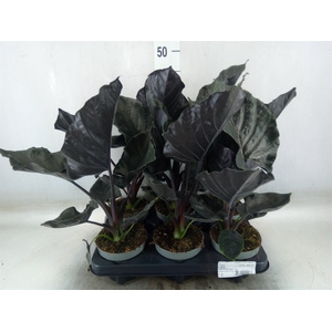 Alocasia   ...