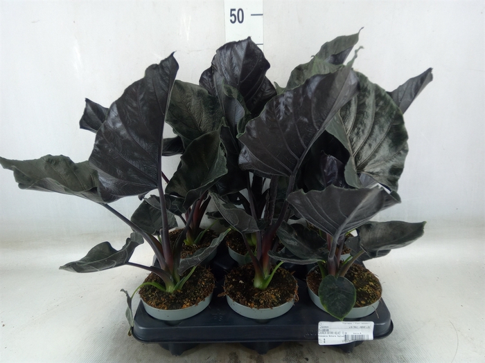 <h4>Alocasia   ...</h4>
