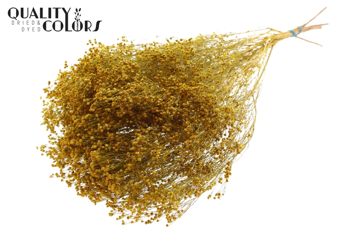 <h4>Broom Bloom p/bunch in poly Yellow</h4>
