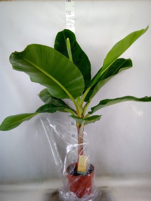 <h4>Musa  'Dwarf Cavendish'</h4>