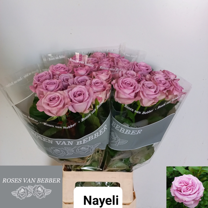 <h4>R GR NAYELI!</h4>