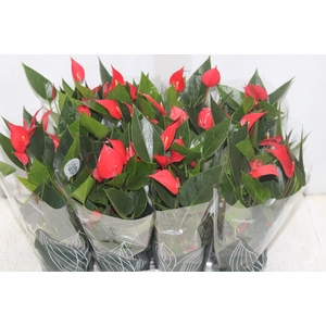 ANTHURIUM MINI MILLION PURE P09