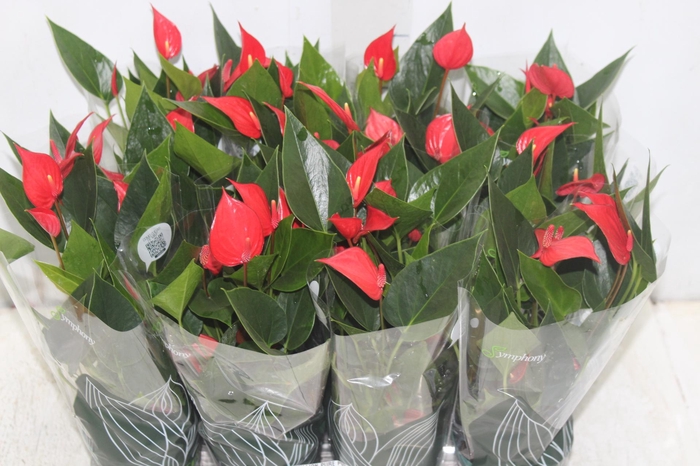 <h4>ANTHURIUM MINI MILLION PURE P09</h4>