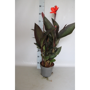 Canna generalis Cannova Scarlet Bronse Leaf