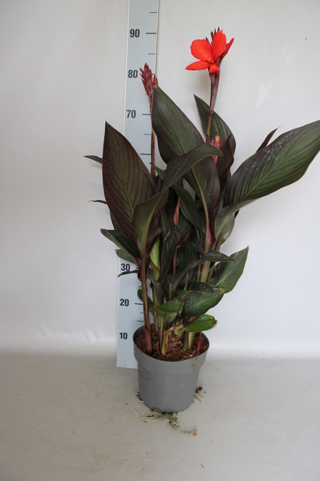 <h4>Canna generalis Cannova Scarlet Bronse Leaf</h4>