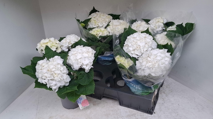 <h4>HYDR M SCHNEEBALL</h4>