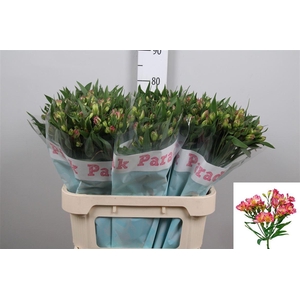 Alst Fl Pink Paradis