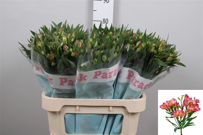 <h4>Alst Fl Pink Paradis</h4>