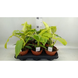 Philodendron   ...