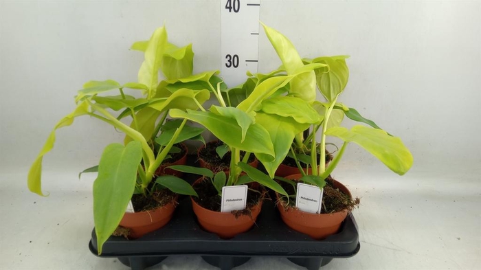 <h4>Philodendron   ...</h4>