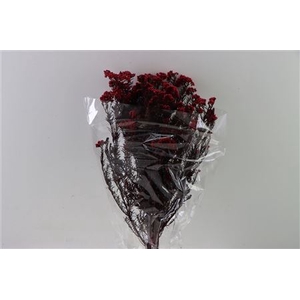 Dried Ozothamnus Red Bunch Slv