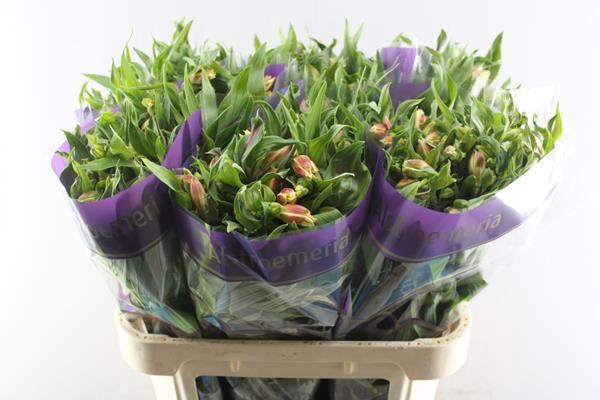 <h4>Alstr Bali (geel)</h4>