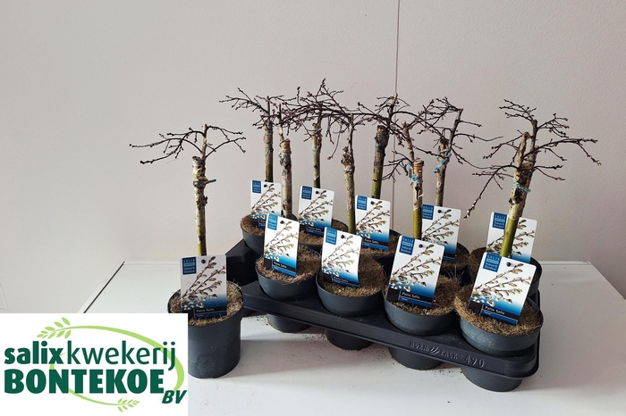 <h4>SALIX REP IONA</h4>