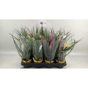 Tillandsia  ...mix