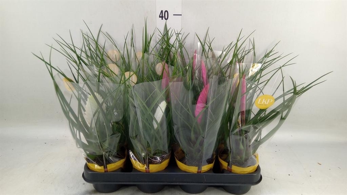<h4>Tillandsia  ...mix</h4>
