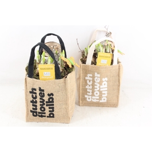 arr4 Narcis MB - Tasje dutch bulbs 338/6
