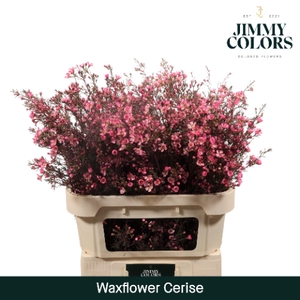 Waxflower premium L80 Klbh. Cerise