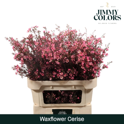 <h4>Waxflower premium L80 Klbh. Cerise</h4>