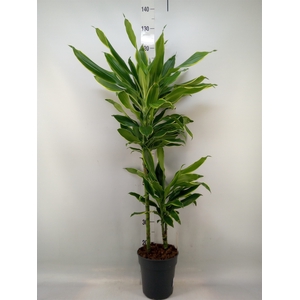 Dracaena frag. 'Golden Coast'