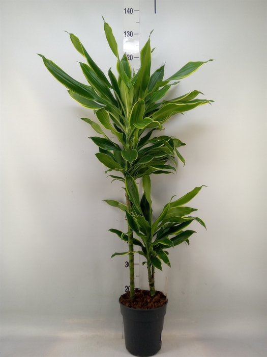 <h4>Dracaena frag. 'Golden Coast'</h4>