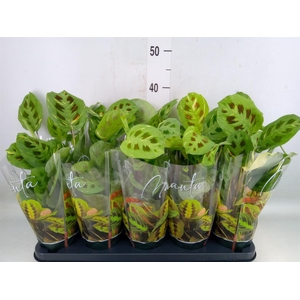 Maranta leuc. 'Fiesta'