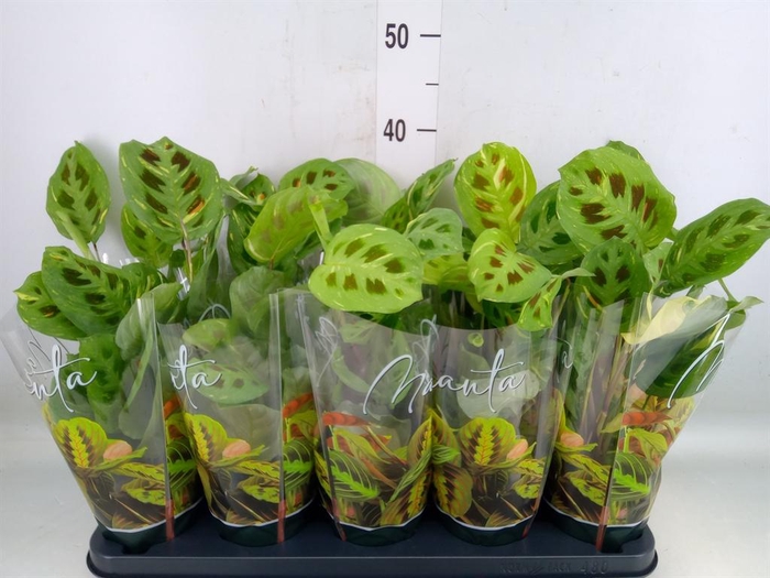 <h4>Maranta leuc. 'Fiesta'</h4>