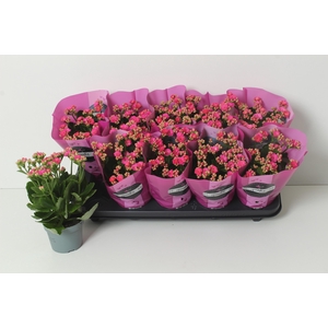 KAL GE PERFECTA PURP