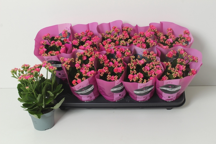 <h4>KAL GE PERFECTA PURP</h4>