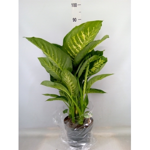 Dieffenbachia seg. 'Reeva'