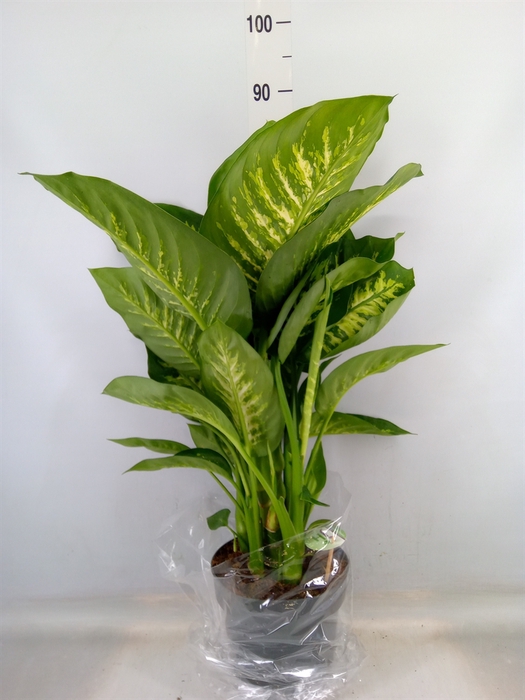 <h4>Dieffenbachia seg. 'Reeva'</h4>