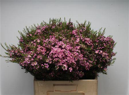 <h4>Chamelauc Bari</h4>