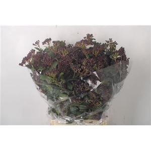 Viburnum Berry Grey Per Bunch