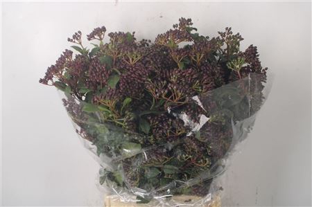 <h4>Viburnum Berry Grey Per Bunch</h4>